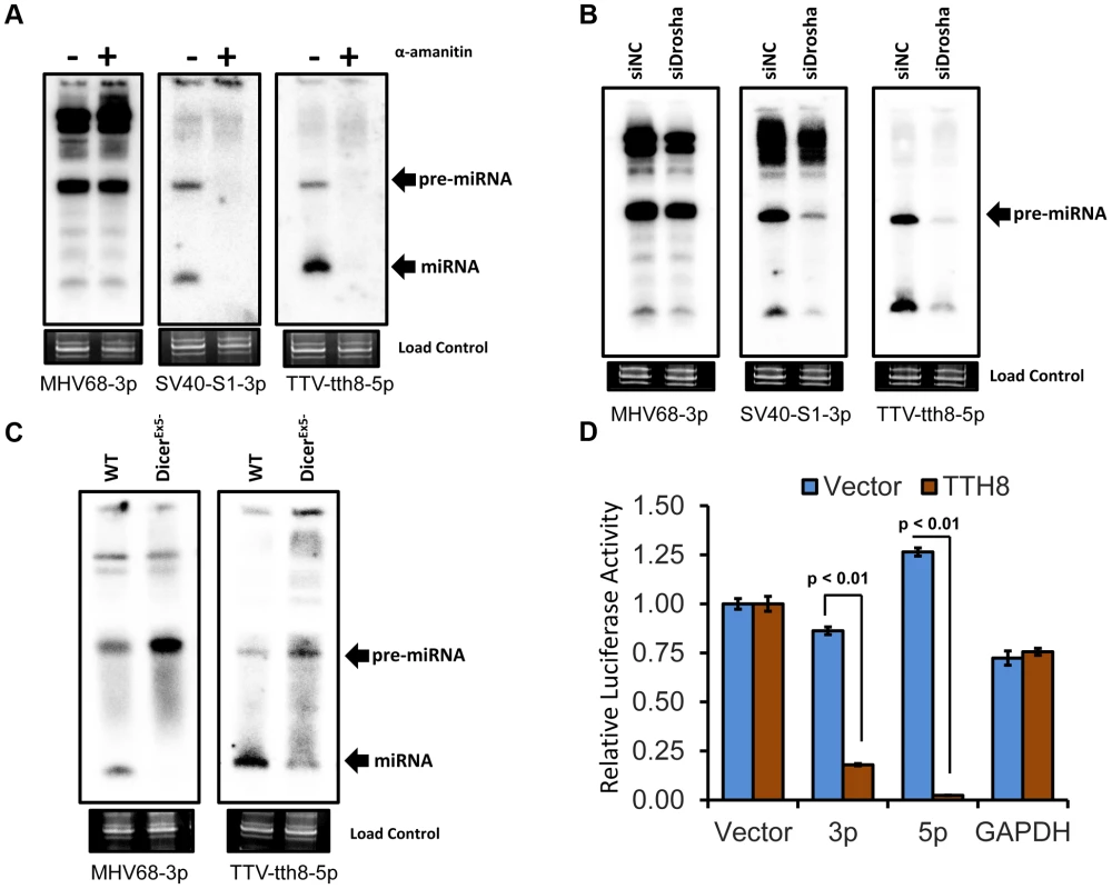 TTV tth8 miRNAs are generated by the canonical host miRNA biogenesis pathway.