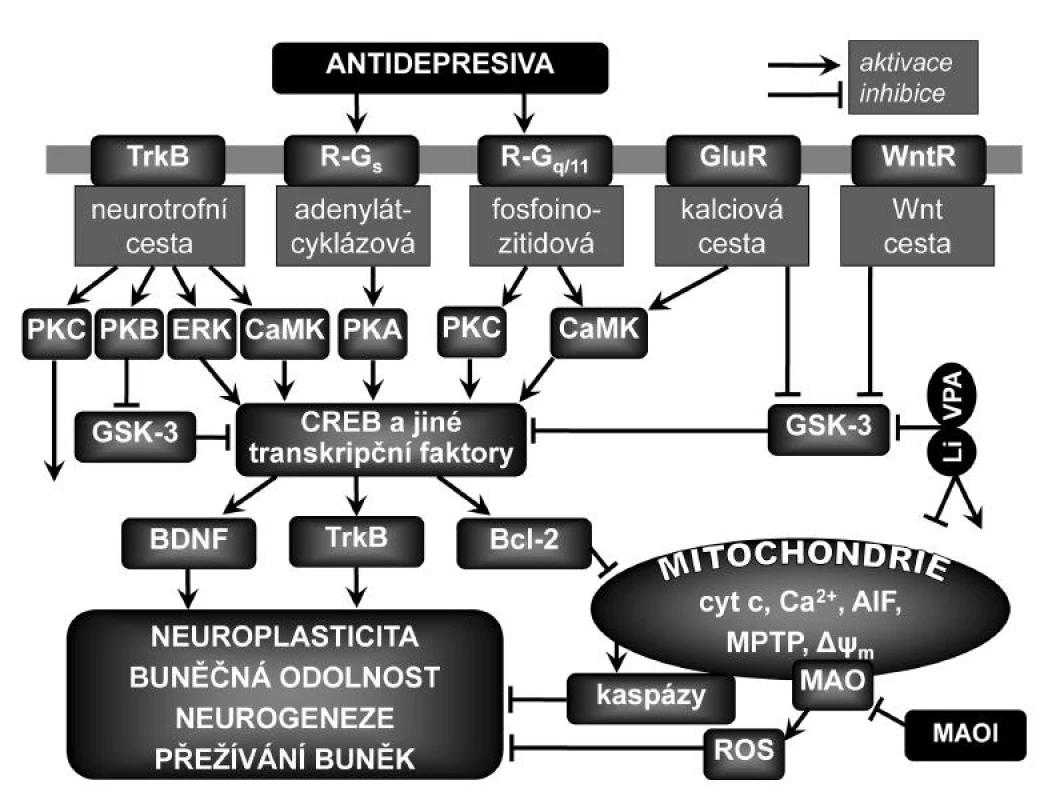 Zjednodušené schéma vlivu antidepresiv na neuroplasticitu
Přímé účinky antidepresiv způsobují zvyšování mimobuněčných koncentrací monoaminových neurotransmiterů a aktivaci či inhibici jejich receptorů spřažených s G proteiny (R-G&lt;sub&gt;s&lt;/sub&gt;, R-G&lt;sub&gt;q/11&lt;/sub&gt;), což má za následek aktivaci kaskád nitrobuněčného přenosu signálu a výslednou podporu plasticity neuronů, jejich přežívání, konektivity a fungování. K upregulaci transkripčního faktoru aktivovaného v odezvě na zvýšené koncentrace cAMP (CREB) a mozkového neurotrofního faktoru (BDNF) a jeho receptoru TrkB dochází při aktivaci adenylátcyklázové cesty v odezvě na dlouhodobé podávání různých antidepresiv. CREB může být fosforylován (aktivován) také proteinkinázami závislými na Ca&lt;sup&gt;2+&lt;/sup&gt; a kalmodulinu (CaMK) v odezvě na aktivaci receptorů napojených na fosfoinozitidovou cestu nebo na aktivaci glutamátových ionotropních receptorů (GluR). Inhibice glykogensyntázykinázy-3 (GSK-3) vede k neuroprotektivním účinkům a podpoře neuroplasticity, neurogeneze a buněčné odolnosti přes regulaci různých signálních drah v buňce a přes změny v genové expresi proteinů zahrnutých do mechanismů apoptózy a synaptické plasticity. Bcl-2 zeslabuje procesy vedoucí k buněčné smrti nebo atrofii sekvestrací kaspáz, inhibicí uvolňování mitochondriálních apoptotických faktorů, jako je Ca&lt;sup&gt;2+&lt;/sup&gt;, cytochrom c (cyt c) nebo apoptózu indukující faktor (AIF). Bcl-2 dále zvyšuje mitochondriální uptake Ca&lt;sup&gt;2+&lt;/sup&gt; a zabraňuje otevírání mitochondriálních propustných přechodových pórů (MPTP), což je klíčový děj v buněčné smrti, neboť vede přinejmenším k přechodné ztrátě vnitřního transmembránového potenciálu Δψ&lt;sub&gt;m&lt;/sub&gt;, vstupu vody do matrixu a vyrovnání koncentrací iontů. ERK – kináza regulovaná mimobuněčným signálem, MAO – monoaminoxidáza, MAOI – inhibitor MAO, PKA – proteinkináza typu A (aktivovaná cAMP), PKB (Akt) – proteinkináza typu B, PKC – proteinkináza typu C, ROS – reaktivní formy kyslíku, WntR – receptor pro proteiny Wnt