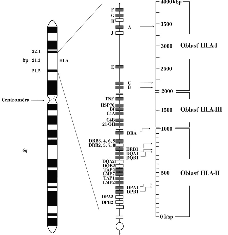 Genetická oblasť HLA-komplexu HLA-genetická oblasť sa nachádza na krátkom ramene 6. chromozómu. Skladá sa z početných lokusov. Gény lokalizované bližšie k centromére zaraďujeme do druhej triedy, gény umiestnené telomericky do prvej triedy a napokon gény nachádzajúce sa medzi centromerickými a telomerickými génmi patria k tretej triede
Fig. 1. HLA complex genes The HLA complex genes are located on the short arm of chromosome 6. It consists of multiple loci. The genes located closer to the centromere are classified into class 2, those located close to the telomere are classified into class 1 and those located between the centrometric and telometric regions are classified into class 3