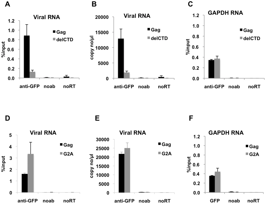 Interaction of Gag with HIV-1 genome is enhanced by an intact CA domain but not by Gag myristoylation.