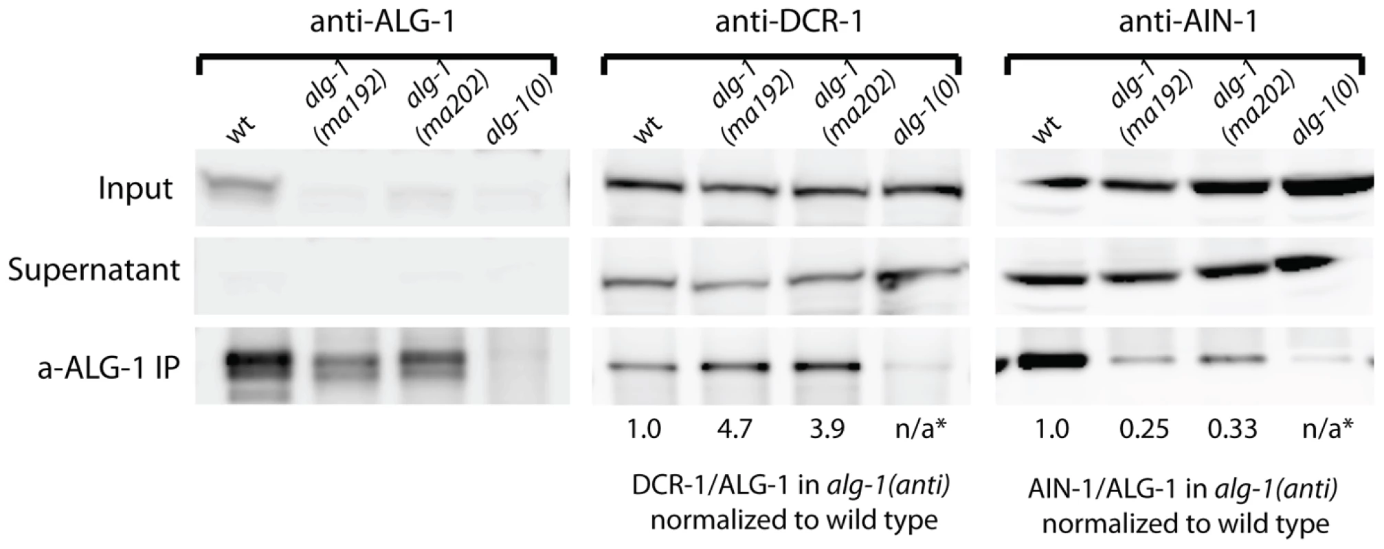 Western blot analysis of ALG-1 immunoprecipitated complexes from extracts of <i>alg-1(anti)</i> and wild type animals.