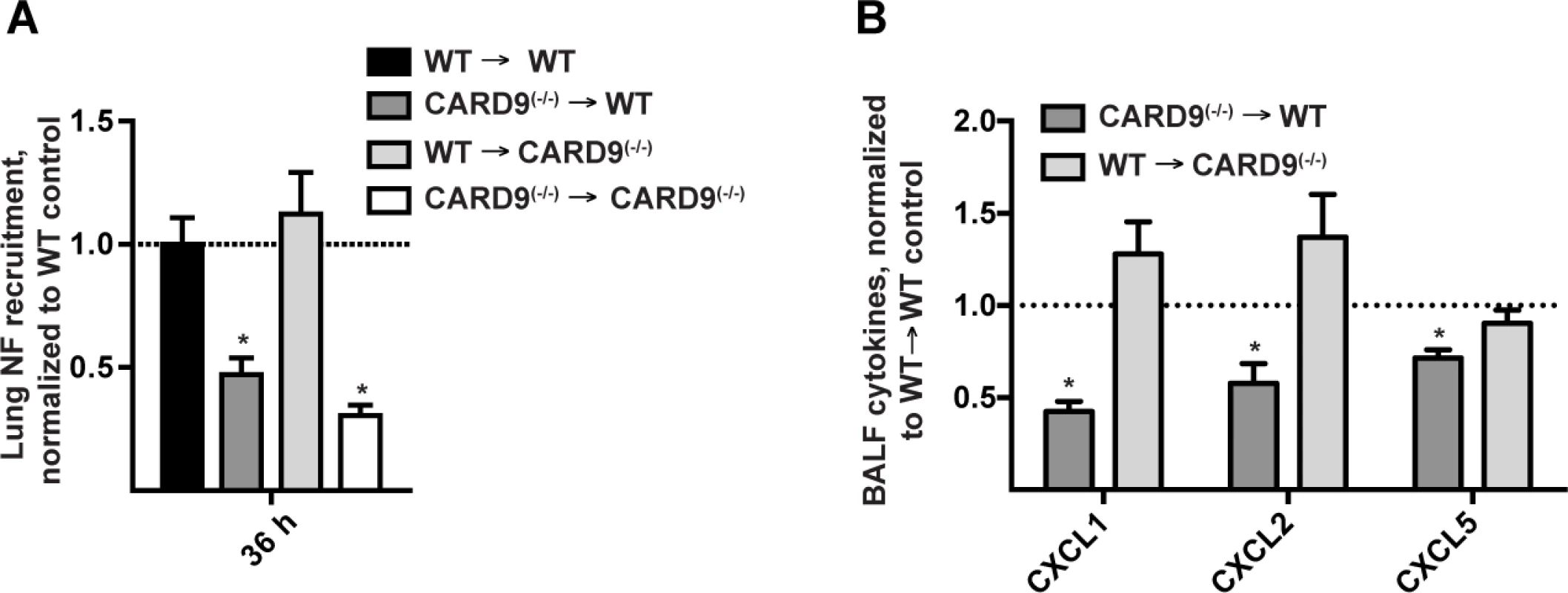 Hematopoietic CARD9 signaling drives neutrophil recruitment and chemokine induction.