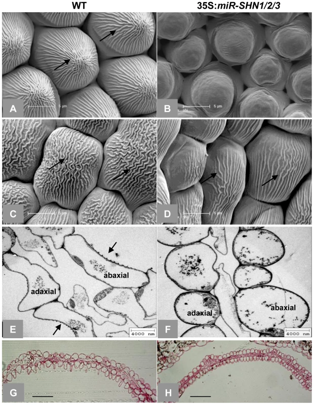 Changes in petal morphology and surface characteristics as observed with electron microscopy.