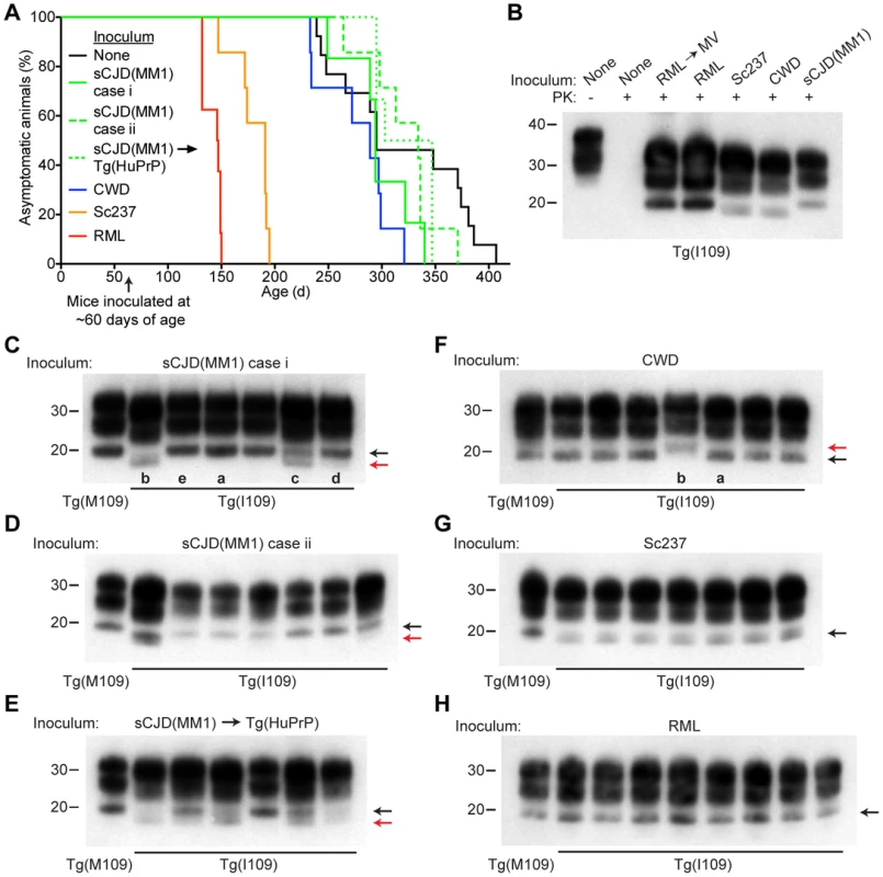 Prion strain diversity following passage of sCJD(MM1) and CWD prions in Tg(I109) mice.