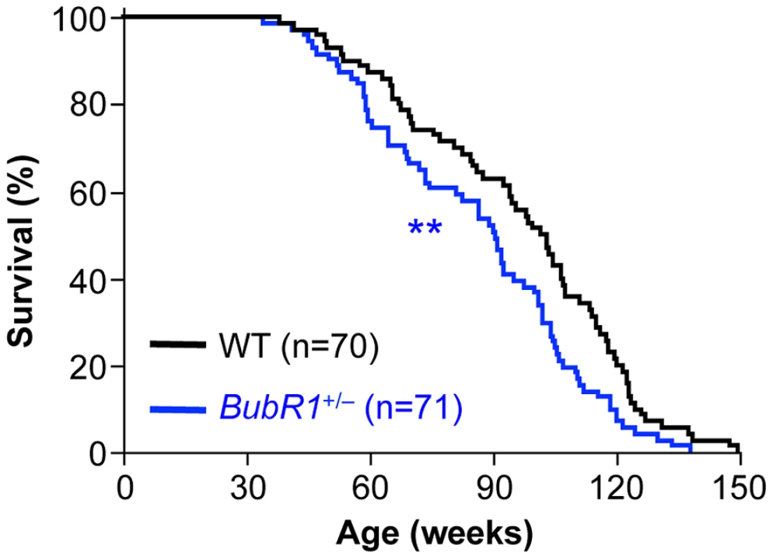 Lifespan of <i>BubR1</i><sup>+/−</sup> mice is reduced.