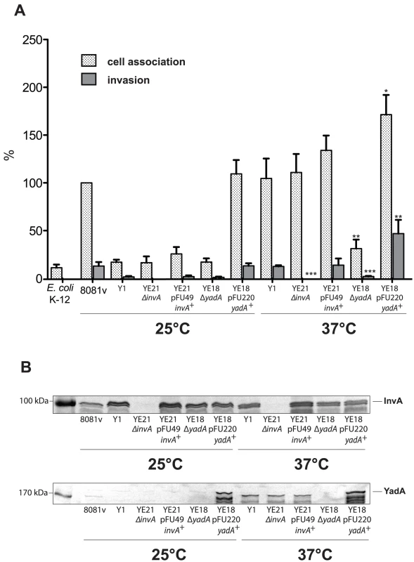 Coexpression of invasin and YadA is necessary for efficient invasion at 37°C.