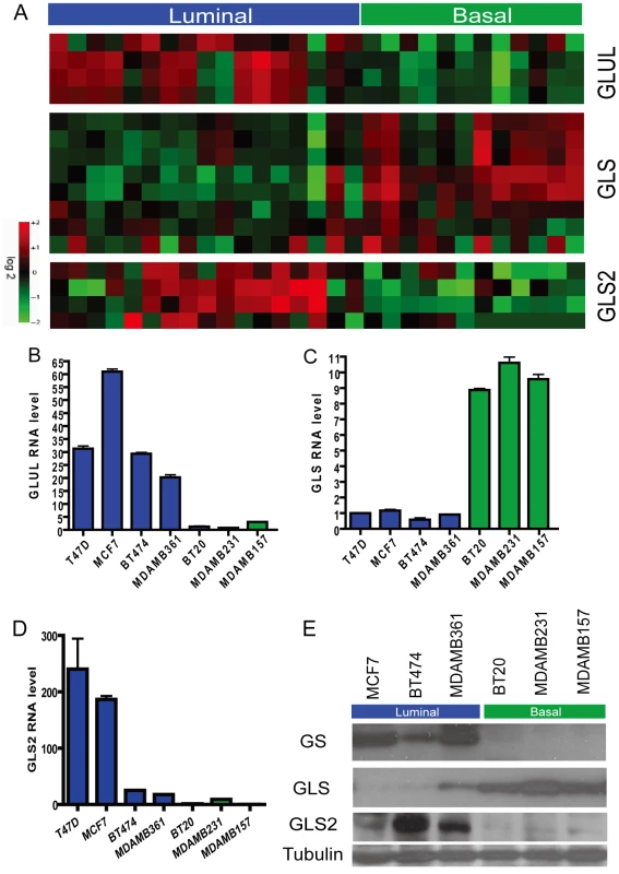 Differential expression of genes encoding glutamine-metabolizing enzymes in the basal and luminal breast cancer cell lines.