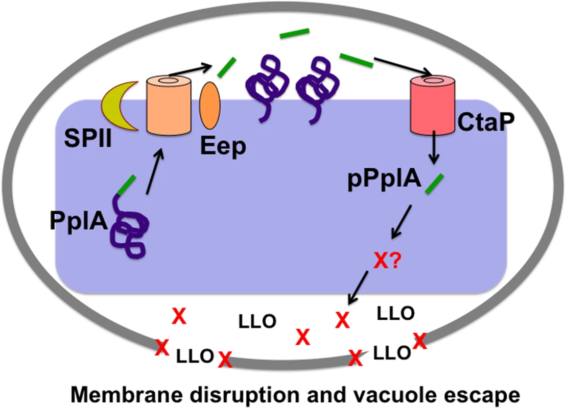 Model of <i>L</i>. <i>monocytogenes</i> pPplA signaling within the host vacuole.