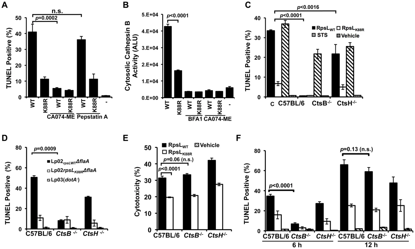 Cathepsin B is required for efficient RpsL-induced cell death in macrophages.