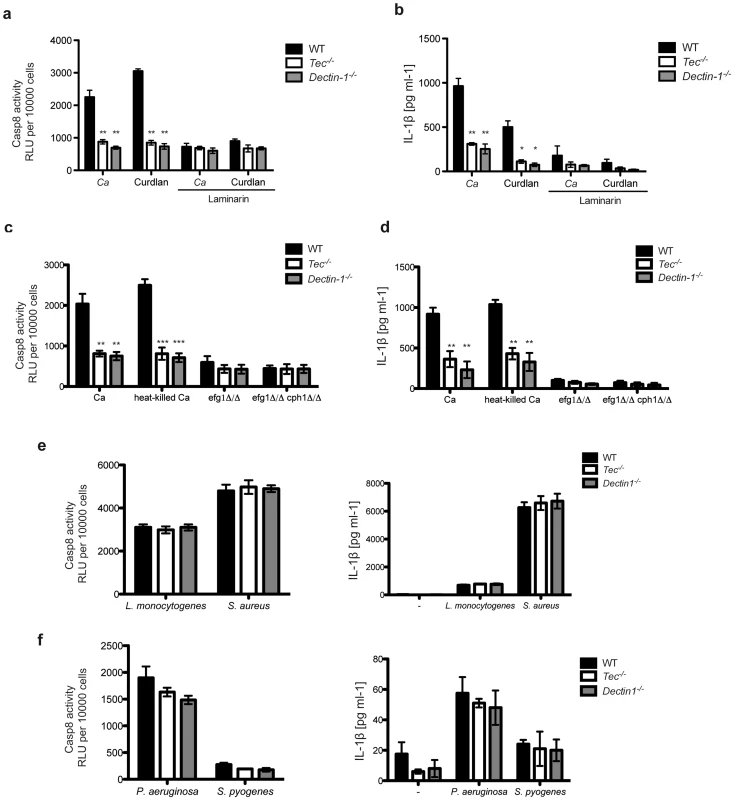 Fungal β-glucans activate caspase-8 in murine BMMs.