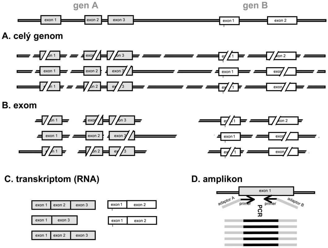 Zjednodušené schéma tvorby sekvenační knihovny u různých typů masivně paralelního sekvenování. A. celogenomové sekvenace: po naštěpení jsou sekvenovány všechny fragmenty DNA o vhodné délce; B. exomová sekvenace: jsou selektovány pouze fragmenty obsahující sekvence kódujících oblastí; C. transkriptomová sekvenace: sekvenována RNA po přepisu do cDNA; D. amplikonová sekvenace: sekvenovány s velkou hloubkou čtení produkty jedné nebo více PCR reakcí cílených na oblast zájmu (např. mutace u nádoru). Použité primery mohou již obsahovat sekvence adaptorů specifických pro daný přístroj (šedá barva).