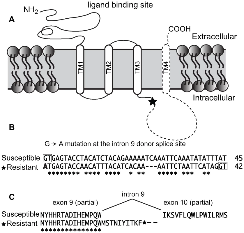 Truncating mutation of nAChR Pxα6 in spinosad resistant <i>Plutella xylostella</i>.