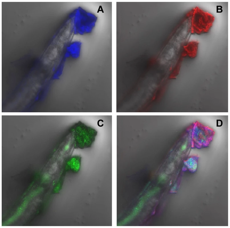 <i>Y. pseudotuberculosis</i> biofilm ECM on <i>C. elegans</i> contains extracellular DNA.