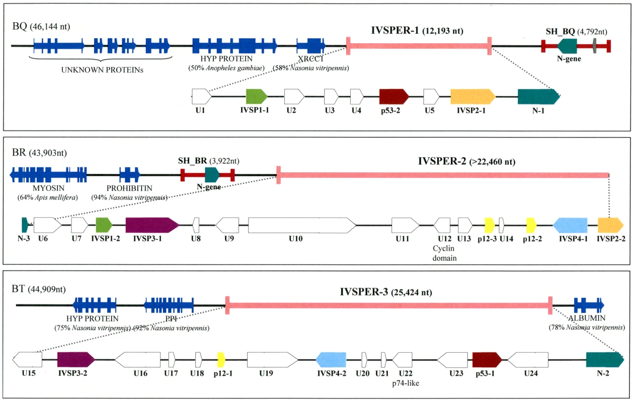 Map of the three IVSPERs identified in <i>H. didymator</i> genome and of their flanking sequences.