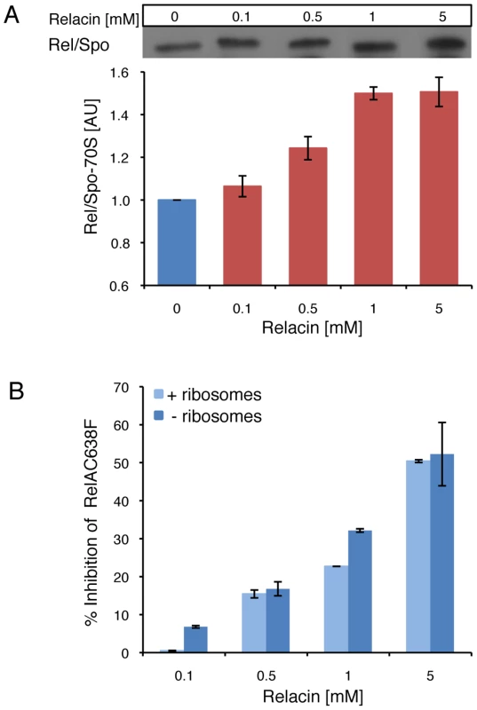 The effect of Relacin on Rel-ribosomes interaction.