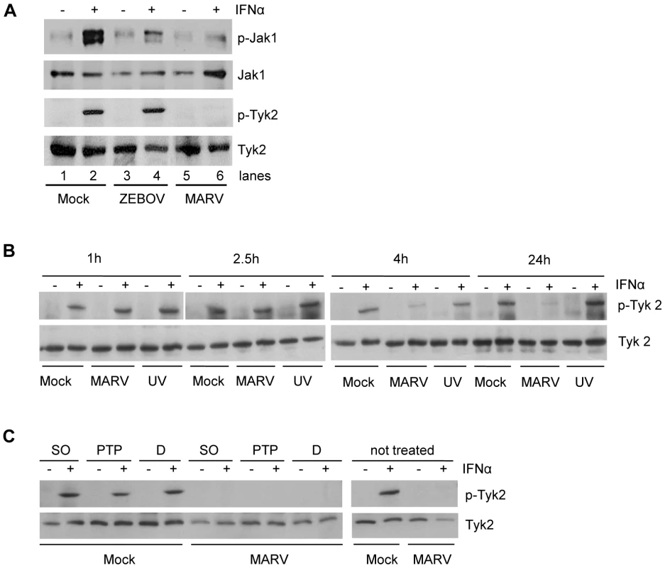 IFNα-induced tyrosine phosphorylation of Janus kinases is inhibited in MARV- but not in EBOV-infected cells.