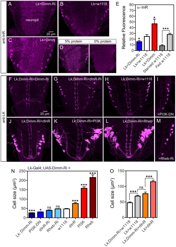 Knockdown of Dimm in ABLKs affects dInR expression and cell size regulation.