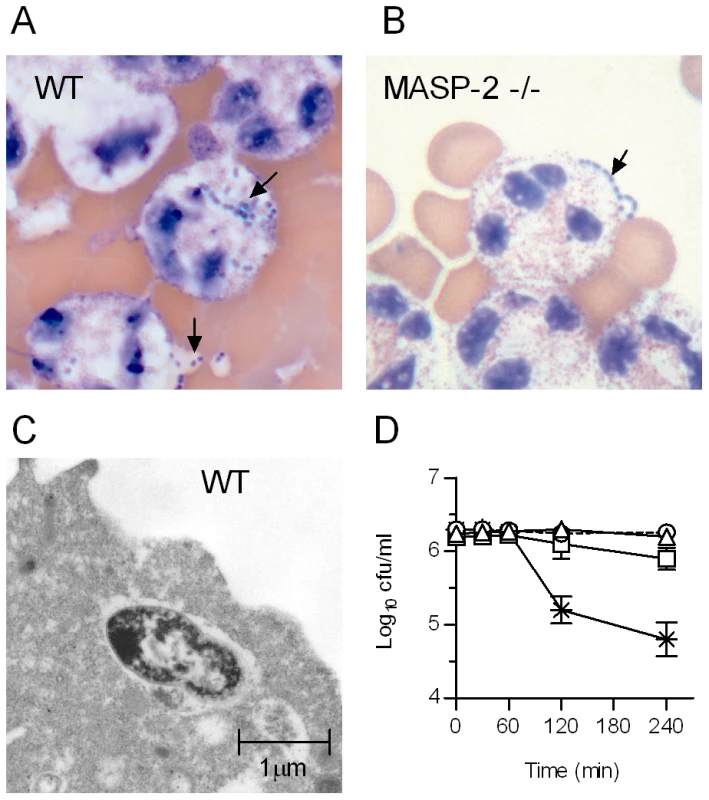 MASP-2 deficiency impairs phagocytosis of <i>S. pneumoniae</i> by polymorphonuclear leukocytes.