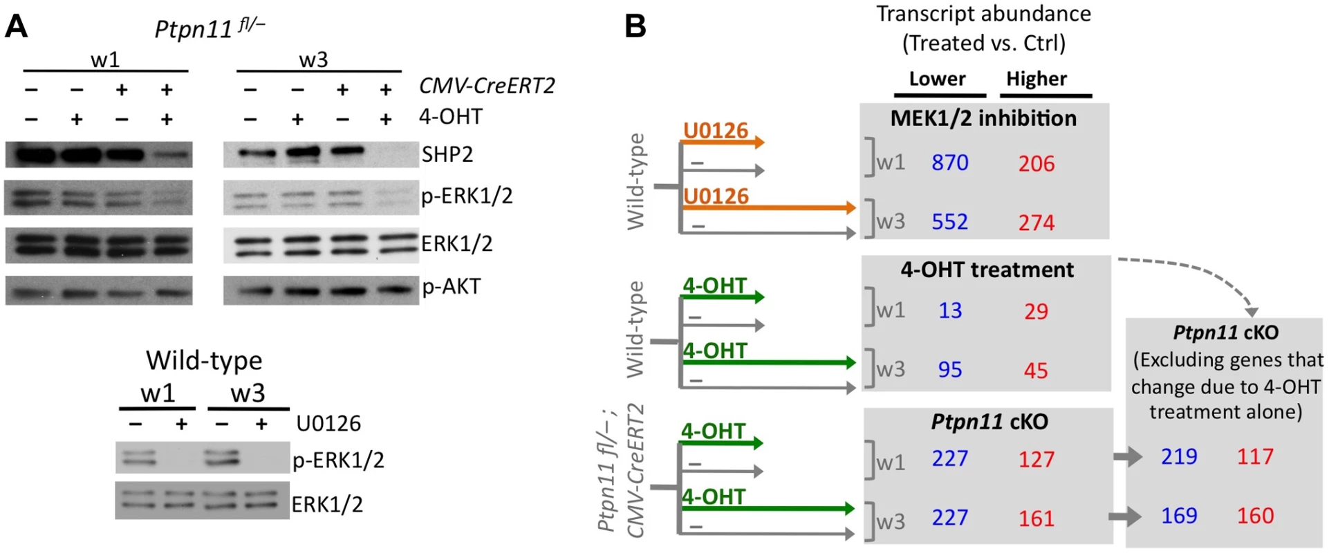 Identifying transcripts that change in abundance following SHP2 depletion or MEK1/2 inhibition in pellet cultures.