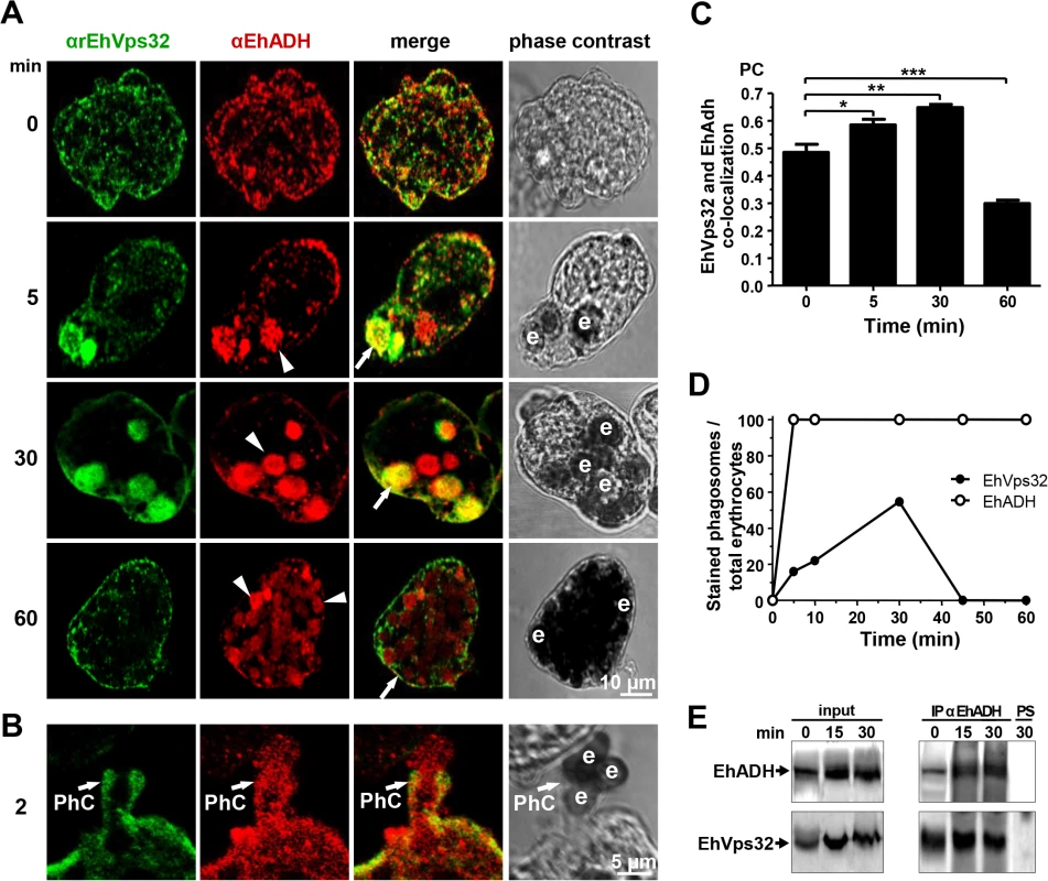 Co-localization and interaction of EhVps32 and EhADH during erythrophagocytosis.