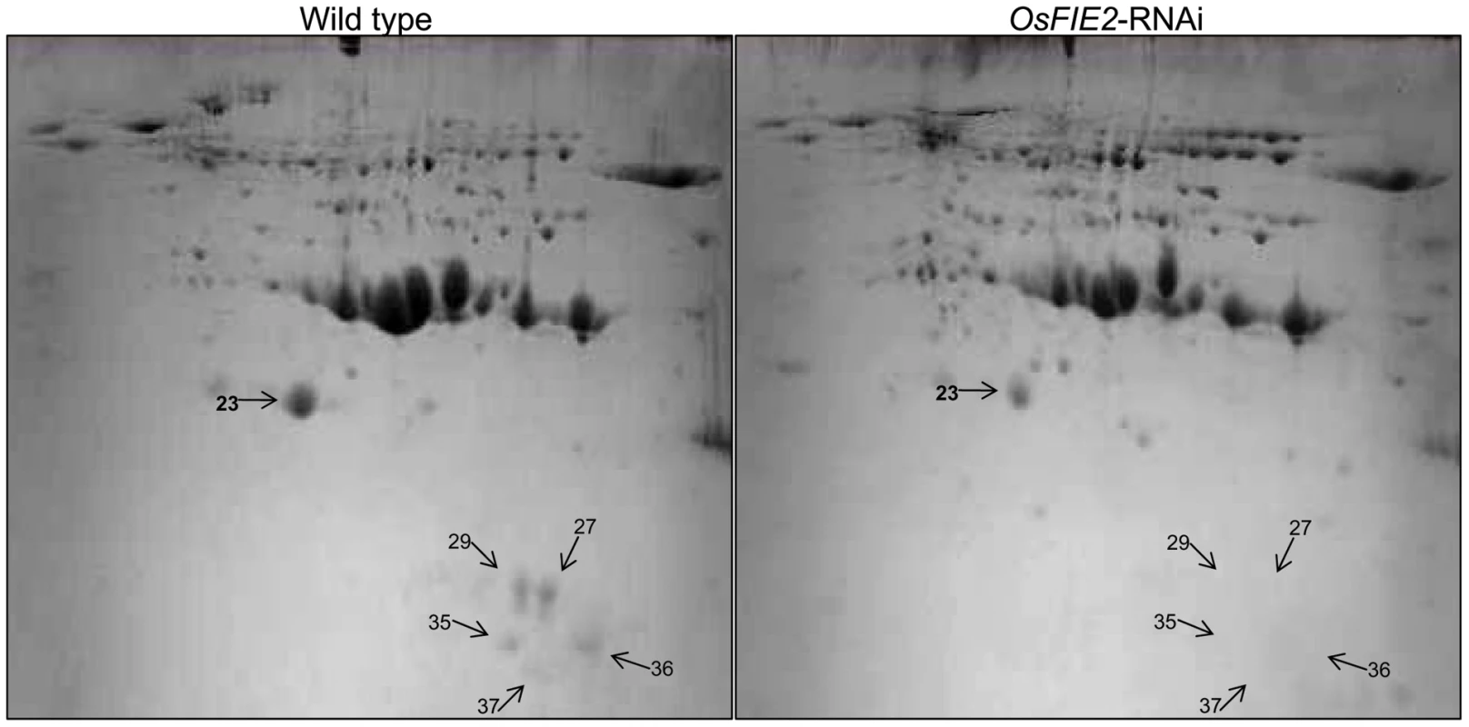 2-DE gel images of rice seed proteins from weak <i>OsFIE2</i>-RNAi and wild-type plants.
