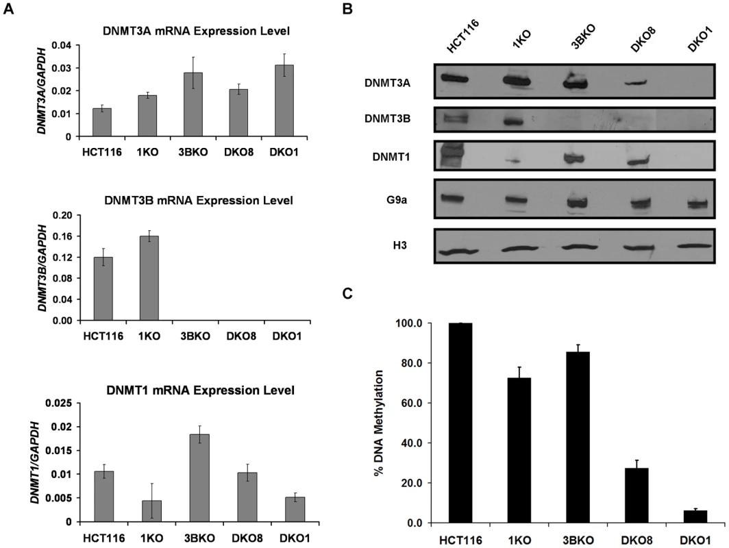 Transcription-independent decrease in DNMT3A protein level in hypomethylated DKO cells that contain severely impaired DNMT1 activity.