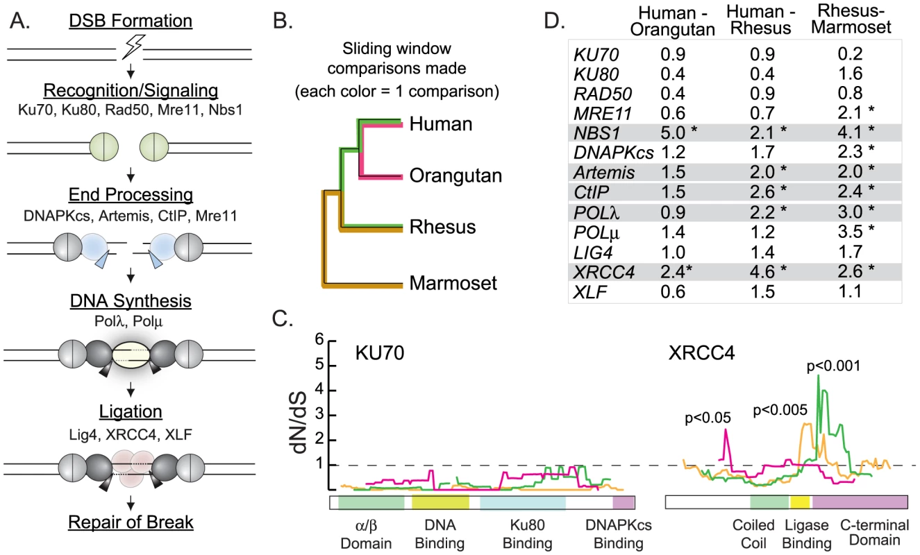 Sliding window analysis identifies five candidate NHEJ genes evolving under positive selection.
