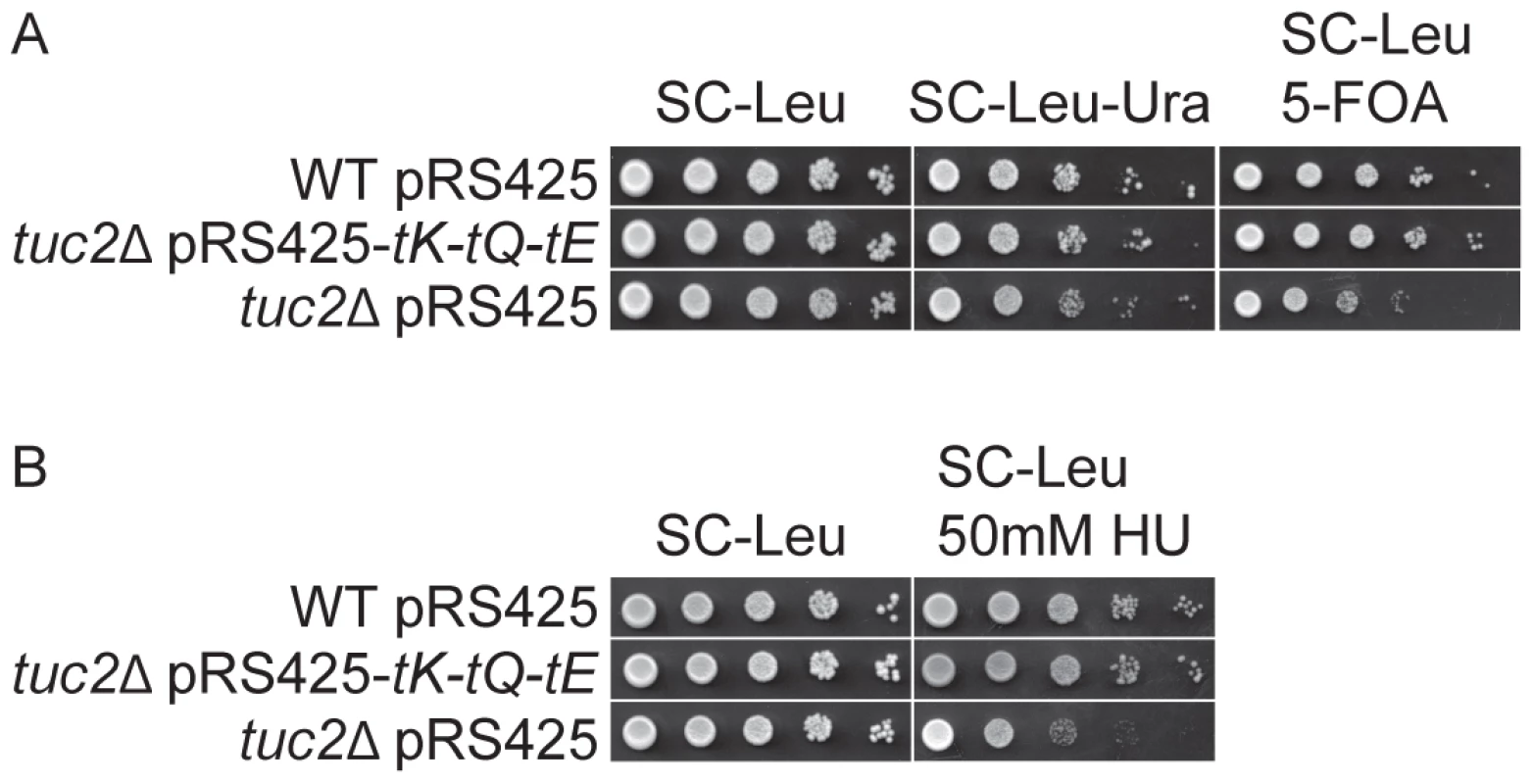 The <i>tuc2</i>Δ strain is deficient in telomeric gene silencing and show increased HU sensitivity.