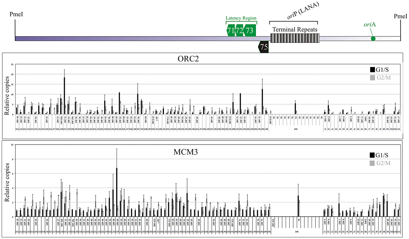 Chromatin Immunoprecipitation from G1/S and G2M enriched BCBL-1 cells using ORC2 and MCM3 antibodies.