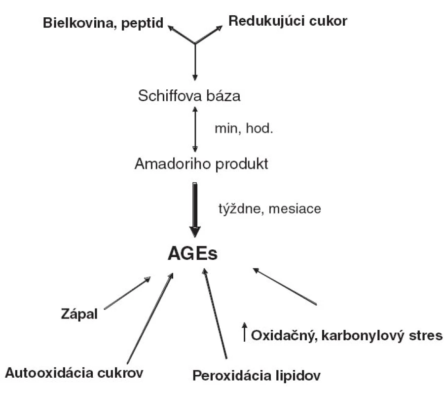 Maillardova reakcia a možné cesty vzniku AGEs za fyziologických a patologických okolností.
(AGEs - advanced glycation end products, produkty pokročilej glykácie)
MRP (AGEs) vznikajú spontánne reakciou redukujúcich cukrov (napr. glukóza, fruktóza, laktóza)
s voľnými amino-skupinami bielkovín, peptidov, alebo aminokyselín (najmä lyzín a arginín).
Výsledkom prvého stupňa reakcie sú labilné Schiffove bázy, ktoré sa spontánne prešmykujú
na stabilnejšie Amadoriho produkty. Tieto sa následnými komplexnými reakciami (dehydratácia,
kondenzácia, oxidácia, fragmentácia, cyklácia, sieťovanie), ktoré už nie sú závislé na koncentrácii
cukrov, premieňajú na heterogénnu zmes MRP. Pri tepelnej úprave potravín vznikajú MRP
v priebehu minút, resp. hodín; v organizme vznikajú AGEs v priebehu týždňov až mesiacov.
In vivo prispieva k vzniku AGEs zvýšený oxidačný a karbonylový stres (produkty autooxidácie
cukrov, peroxidácie lipidov a kyslíkové radikály vznikajúce pri zápalovej reakcii).
&lt;--&gt; : vratná reakcia, --&gt; : nevratná reakcia