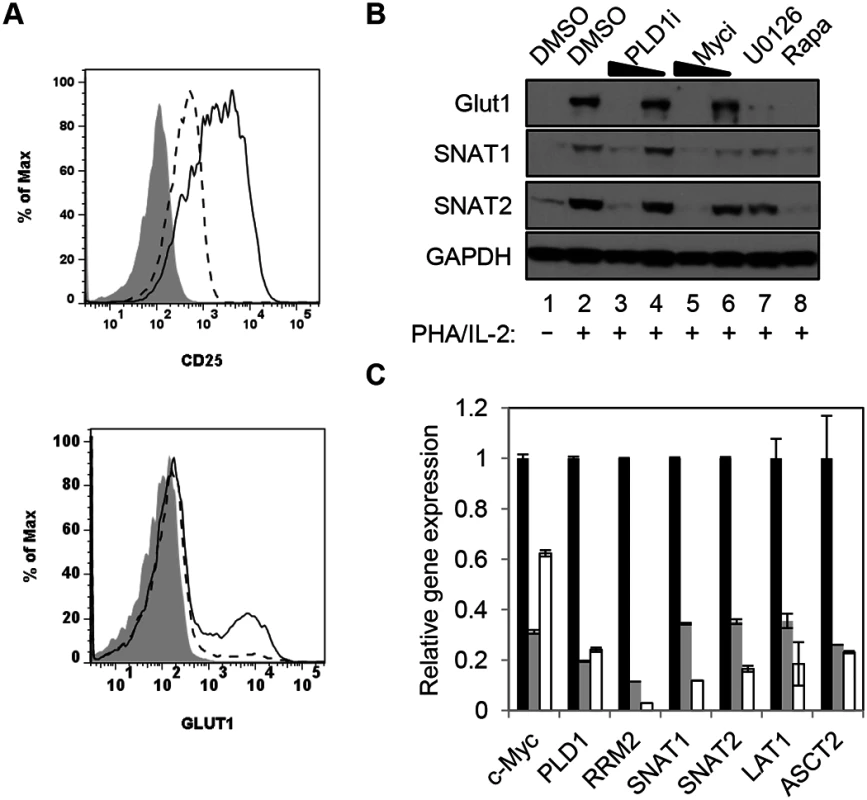 PLD1 activity is required for normal expression of nutrient transporters in activated T cells.