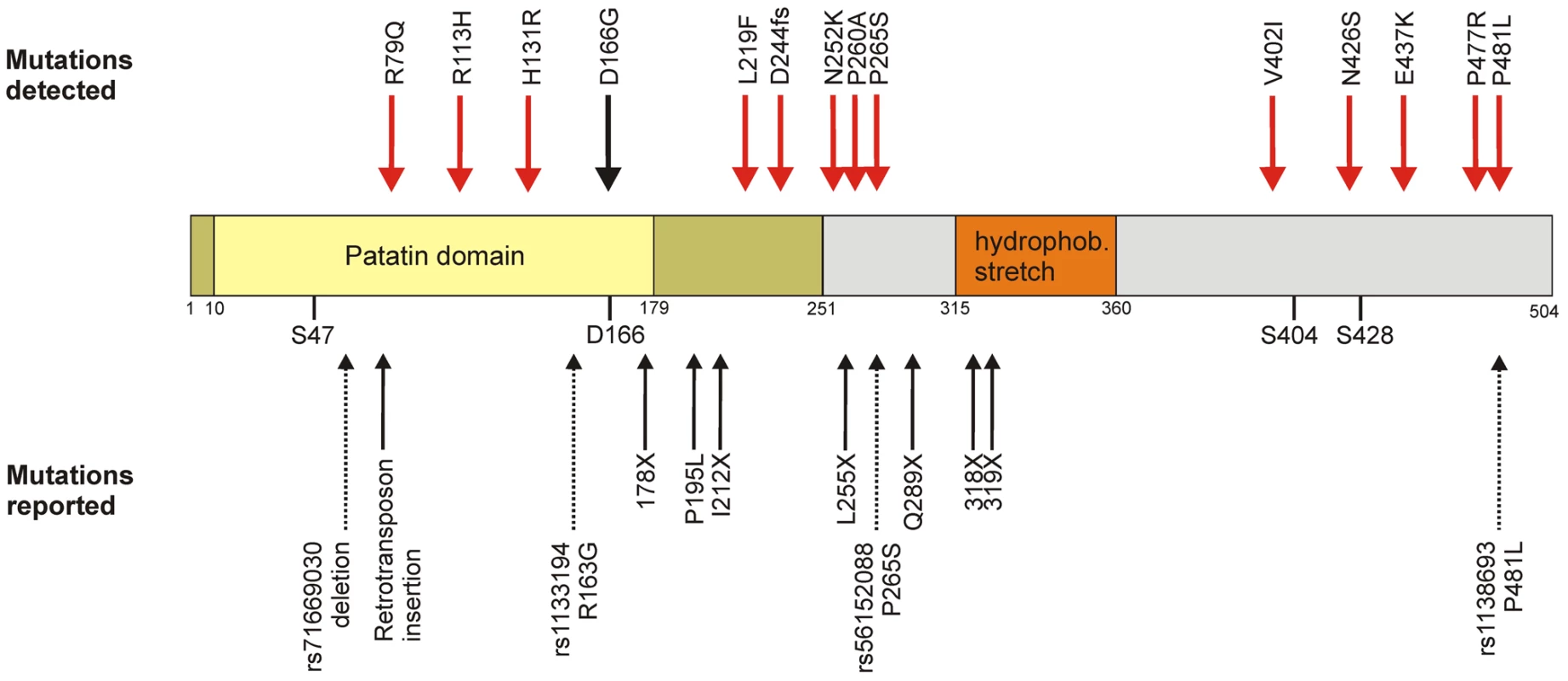 Domain organization and genetic variability of the ATGL protein.