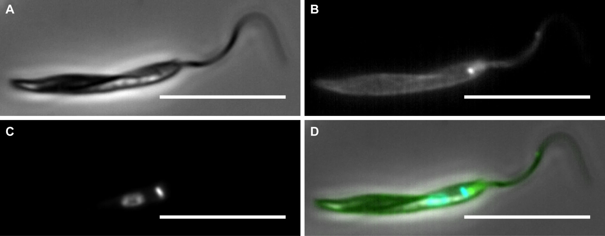 Epifluorescence microscopy to show cell surface biotin labelling of <i>Phytomonas serpens</i>.