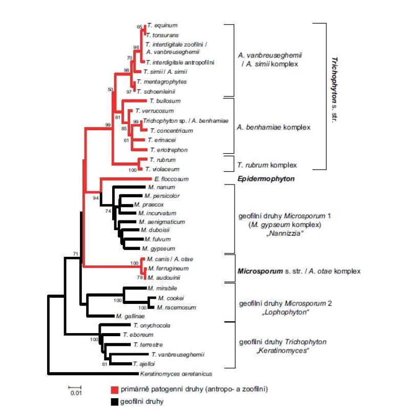 Fylogenetický strom znázorňující vztahy mezi klinicky významnými druhy dermatofytů