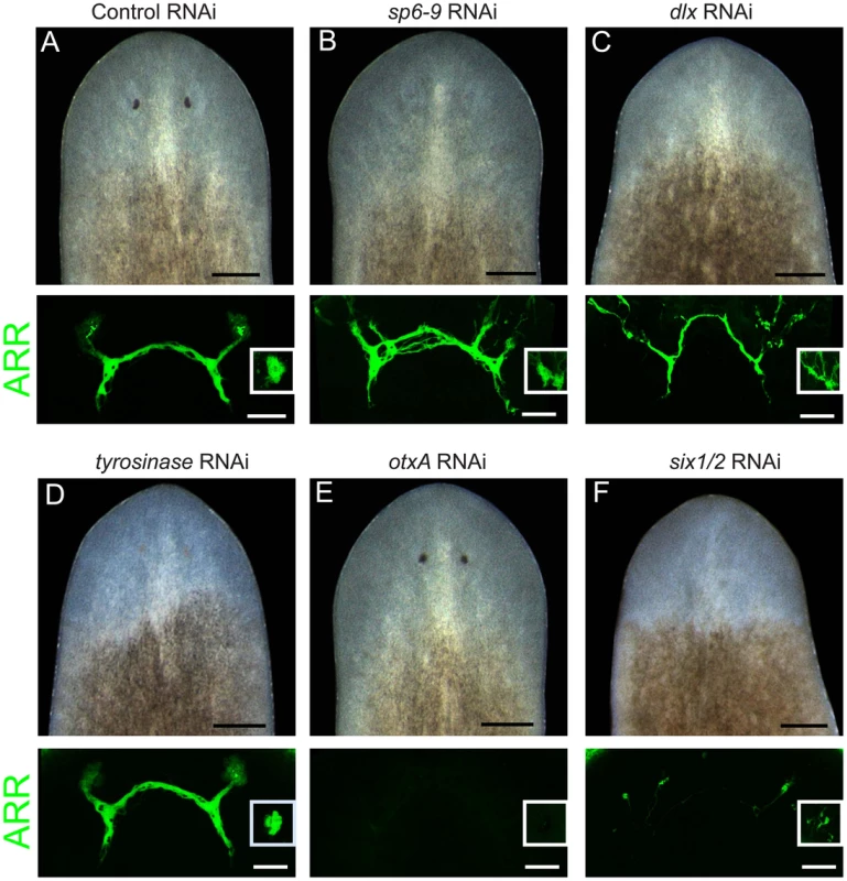 <i>dlx</i> and <i>sp6-9</i> are required for optic cup regeneration.