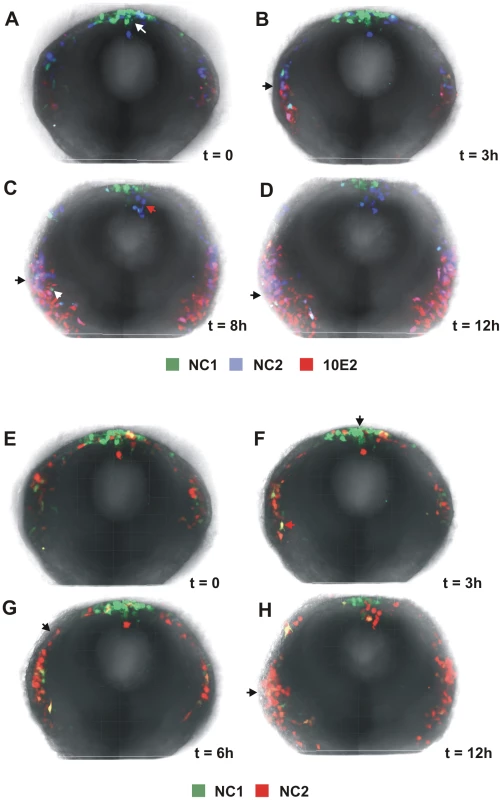Dynamic regulation of FoxD3 and Sox10 enhancers in the cranial neural crest.