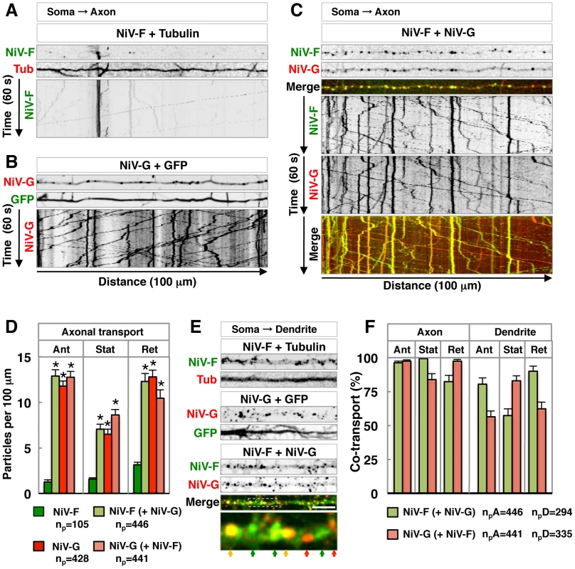 Live-cell imaging shows that NiV-G increases axonal transport of NiV-F.