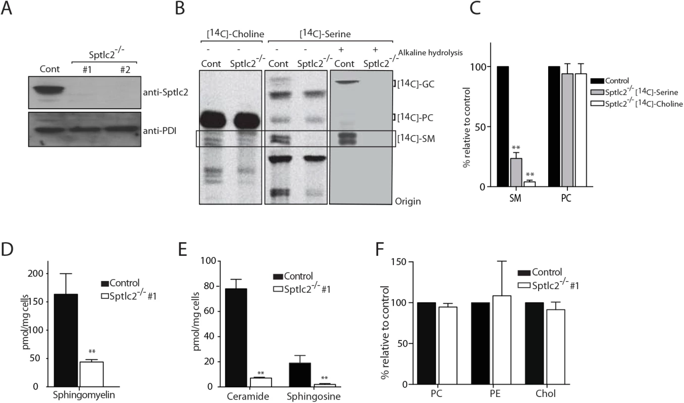 CRISPR/Cas9-mediated deletion of Sptlc2 in DC2.4 cells.
