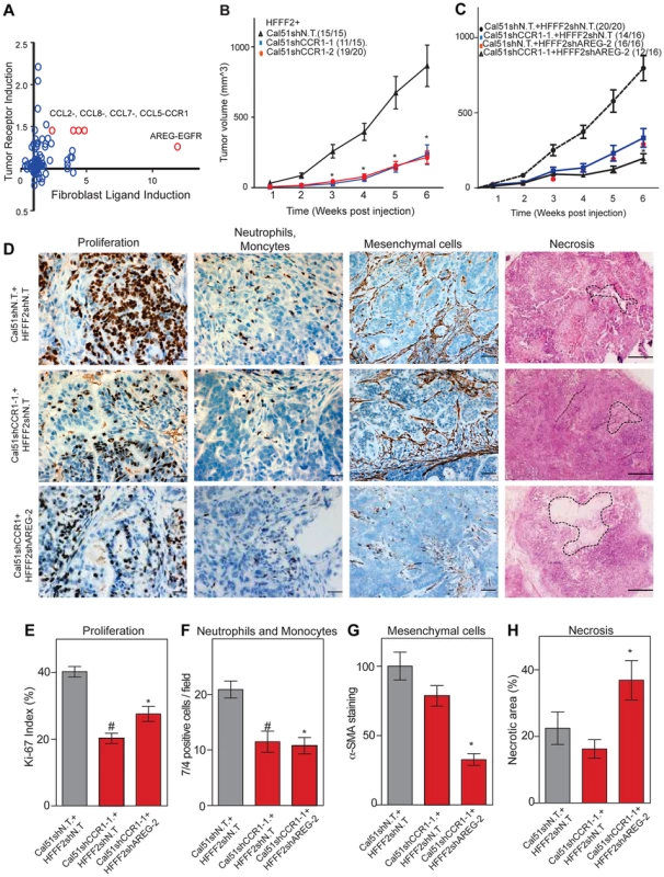 Combined inhibition of chemokine and amphiregulin signaling is more effective at blocking the effects of tumor supportive fibroblasts.