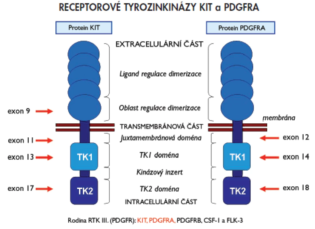 Schématický přehled struktury receptorových tyrosinkináz KIT a PDGFRA a oblasti, které kódují vyšetřované exony genů KIT a PDGFRA.