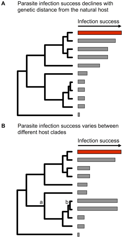 Two ways in which host relatedness may effect a pathogen's ability to host shift.