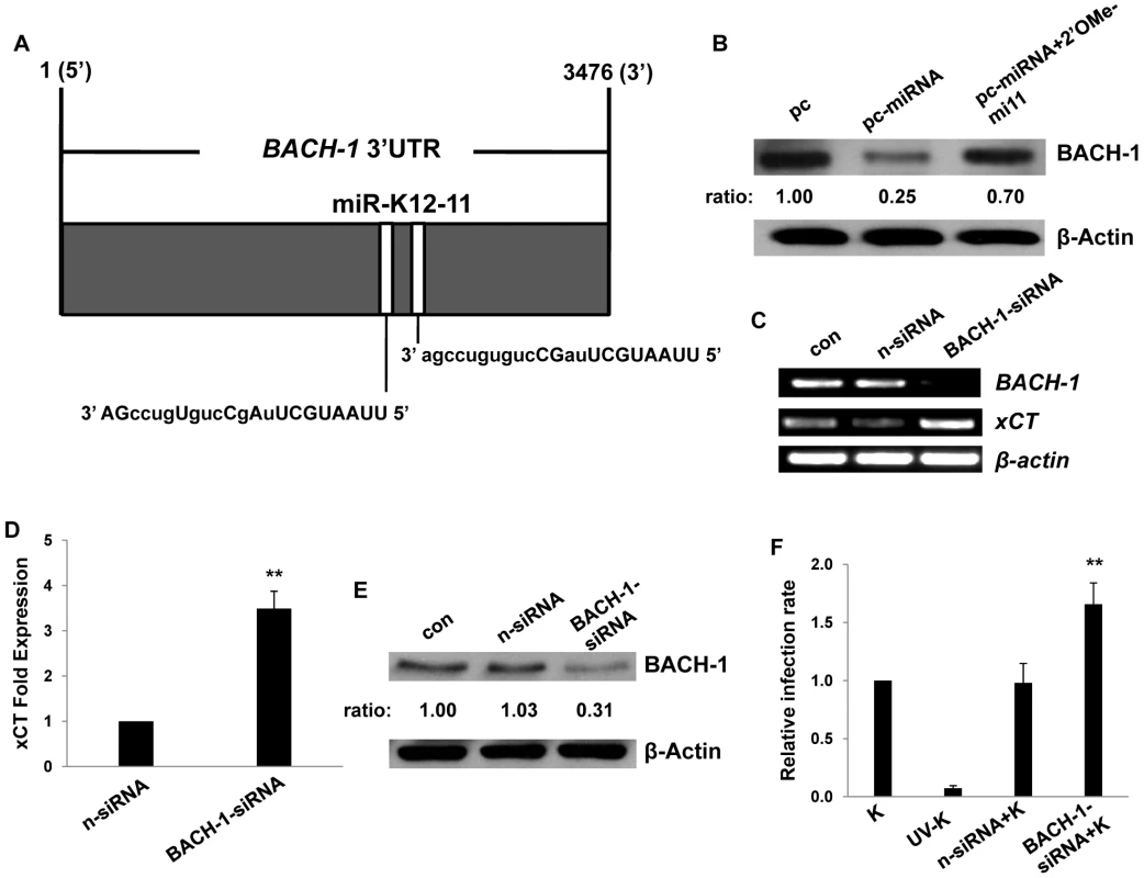 KSHV miRNAs upregulate xCT expression through repression of BACH-1.