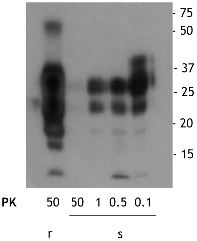 Comparison of the PK resistance of rPrP<sup>Sc</sup> and sPrP<sup>Sc</sup> with varying amounts of PK.