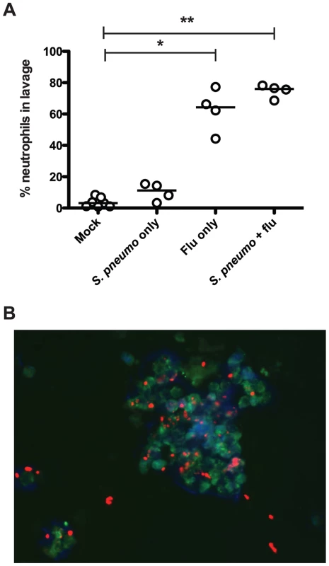 Influenza infection results in neutrophil influx to the nasopharynx.