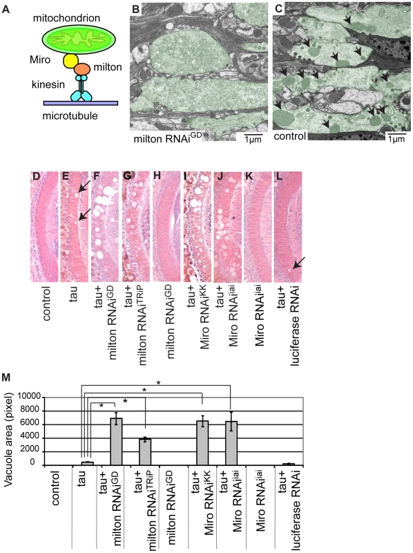 RNAi–mediated knockdown of milton or Miro enhances human tau-induced neurodegeneration.