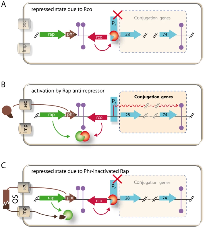 Model of regulatory circuitry of pLS20 conjugation genes.