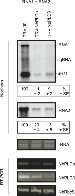 Knockdown of <i>NbPLDα</i> and <i>NbPLDβ</i> mRNAs levels via gene silencing inhibits the accumulation of RCNMV RNAs in <i>N</i>. <i>benthamiana</i>.