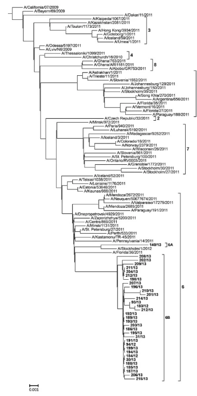 Fylogenetická analýza molekuly hemaglutininu H1 Strom byl sestrojen metodou Maximum Likelihood (100replikací) na základě reprezentativních H1 sekvencí z roku 2011 získaných z databáze GISAID [7] a vztažen k vakcinačnímu kmenu A/California/7/2009(H1N1). Pro přehlednost jsou analyzované viry uvedeny pod kmenovým číslem a zvýrazněné tučně.
Fig. 1. Phylogenetic analysis of the hemagglutinin molecule H1 The tree was generated using the maximum likelihood method (100 replications) on the basis of representative H1 sequences 2011 obtained from the GISAID database [7] and related to the vaccine strain A/California/7/2009(H1N1). Viruses are shown under strain numbers in bold.