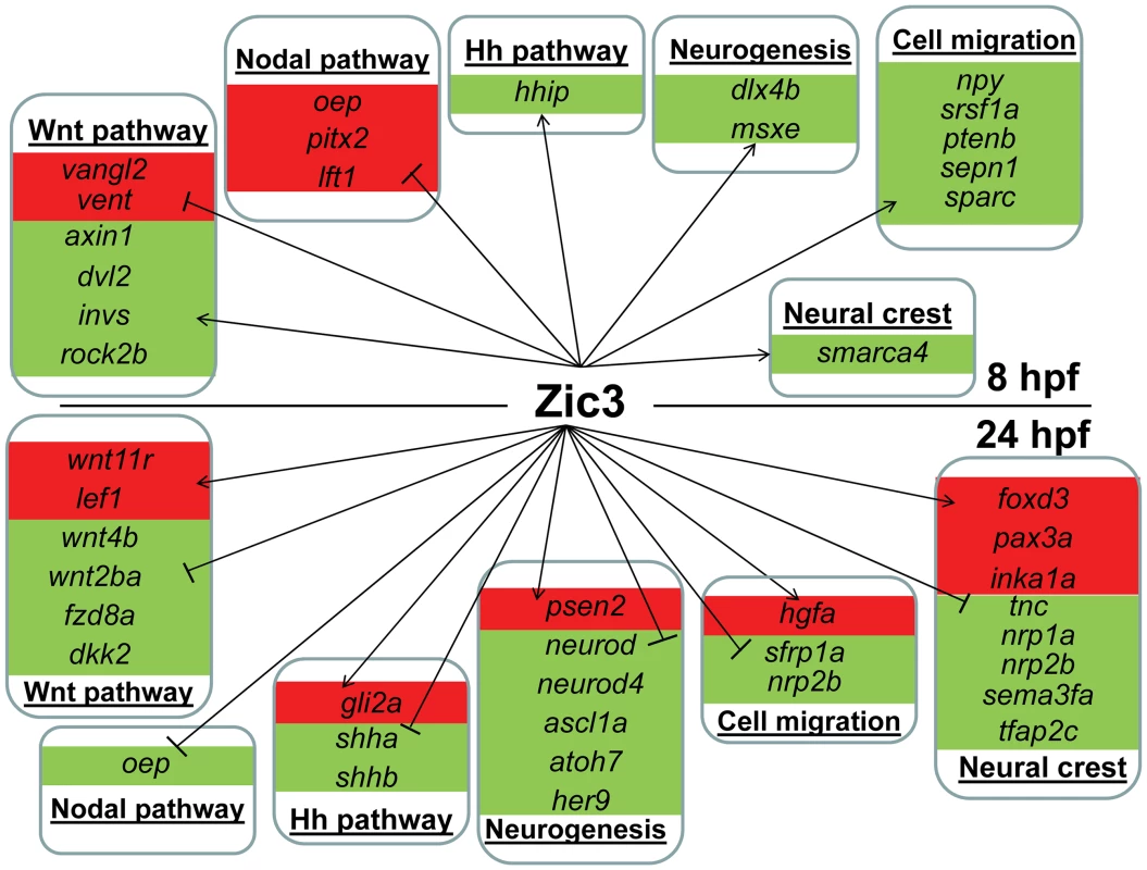 Candidate target genes regulated by Zic3 at 8 hpf and 24 hpf developmental stages.