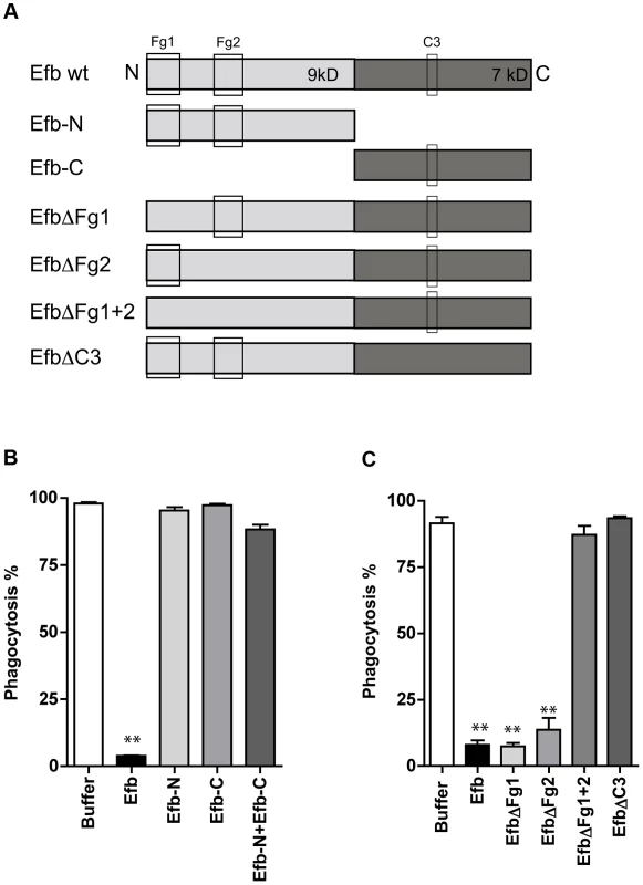 Simultaneous binding to Fg and C3 is essential for phagocytosis inhibition by Efb.